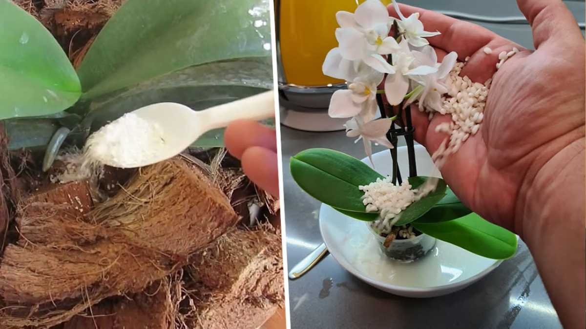 The 4 ingredients you need to feed your orchids so that they flourish all year round