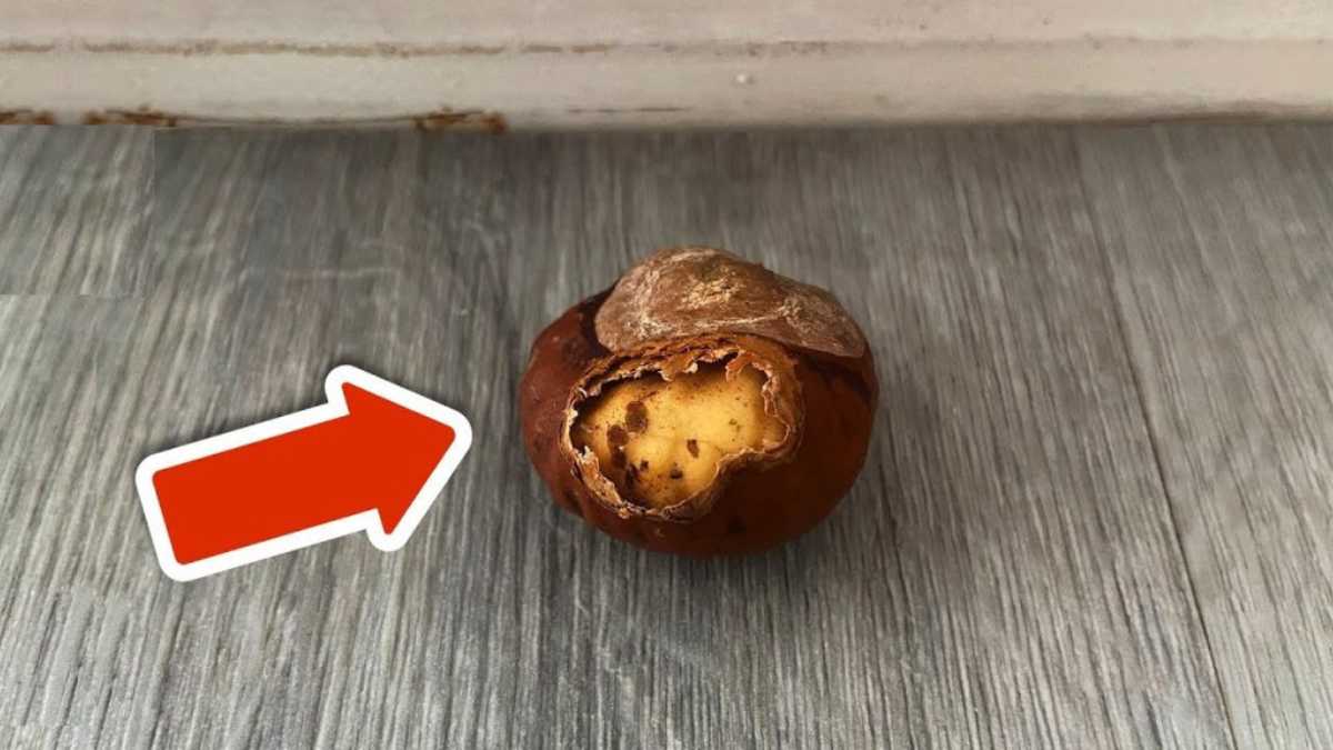 THIS IS WHY you should put an open chestnut tree BEHIND your door