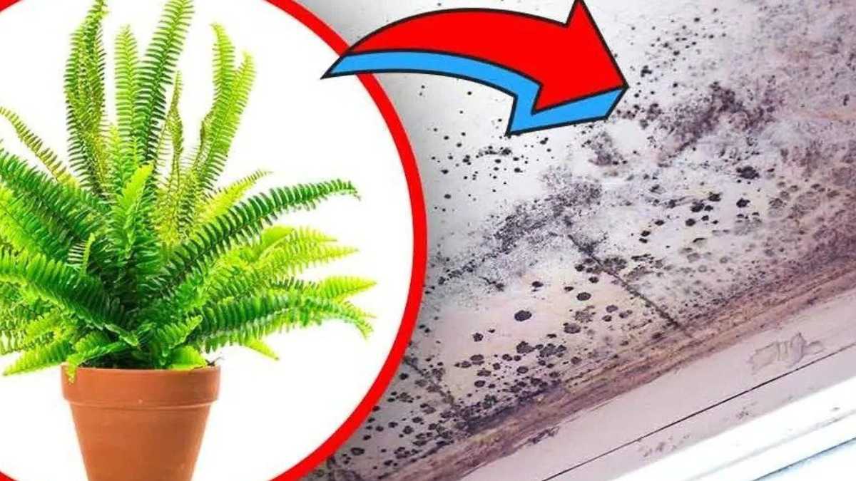 4 Houseplants that Absorb Moisture and Freshen Up the Air