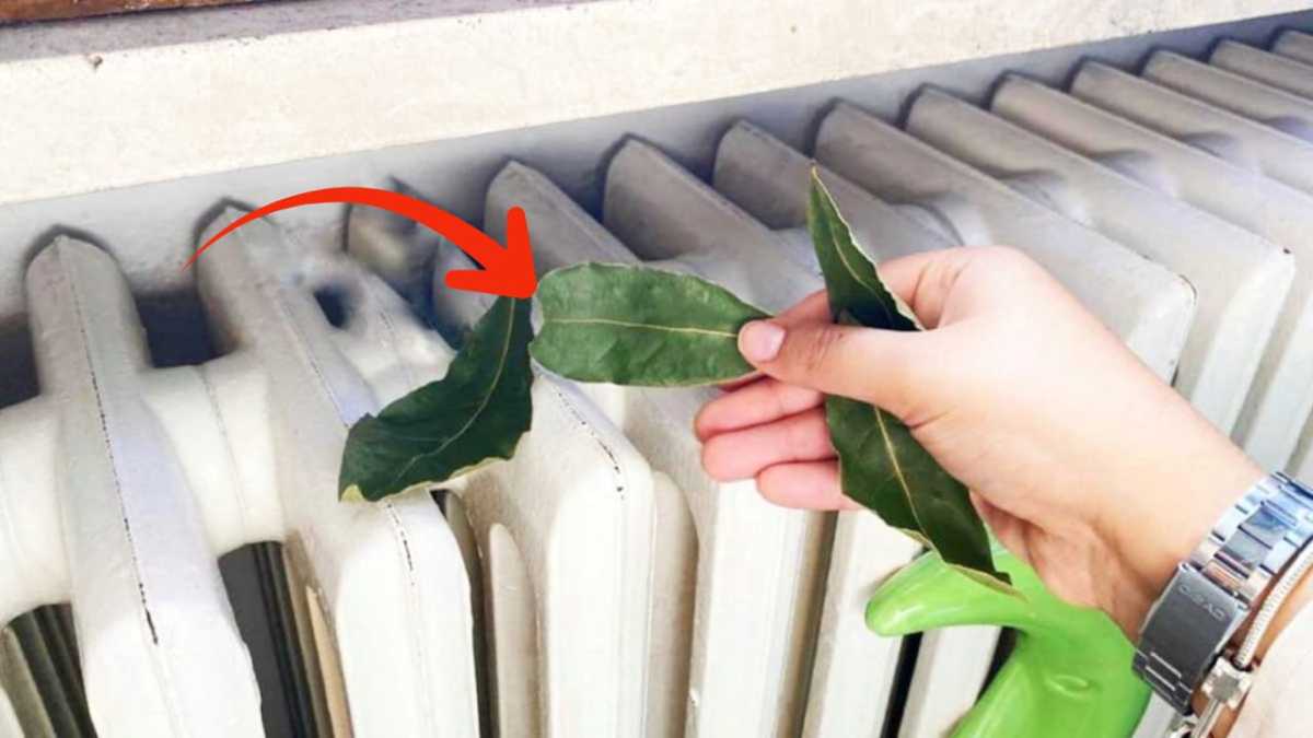 Bay Leaves, Use Them This Way: You Will Solve this Problem