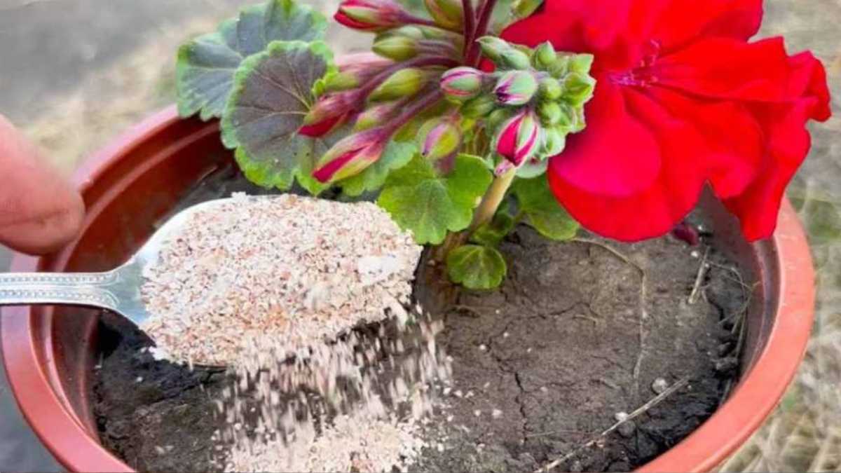 Best Fertilizer for Flowering Plants: Homemade Fertilizer