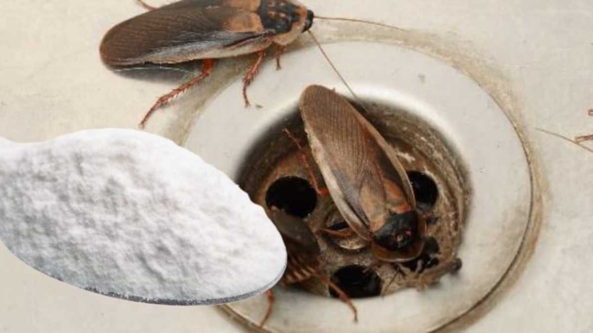 Effective Ways to Get Rid of Cockroaches and Keep Them out Permanently