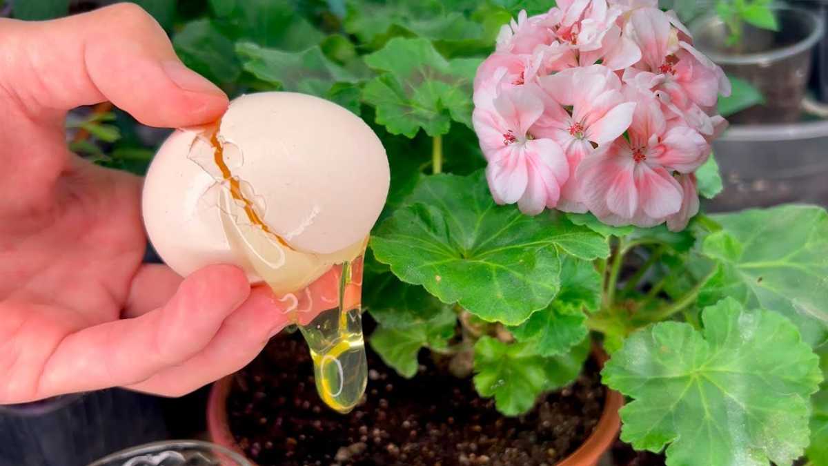 Grandmother's Method to Make Plants Bloom in a Few Days