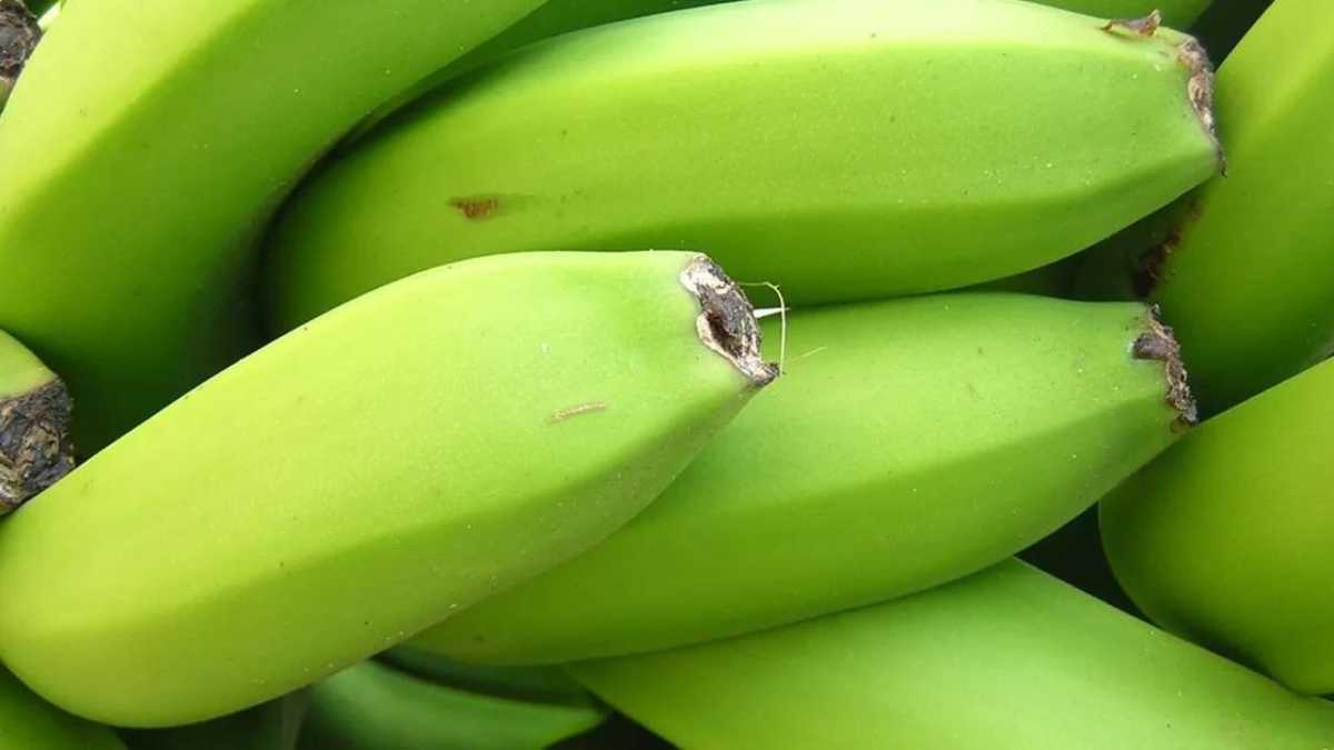 Green Bananas: Good or Bad?
