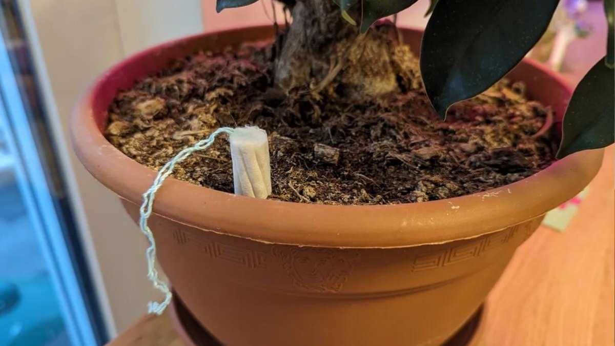 How a tampon can save your houseplant
