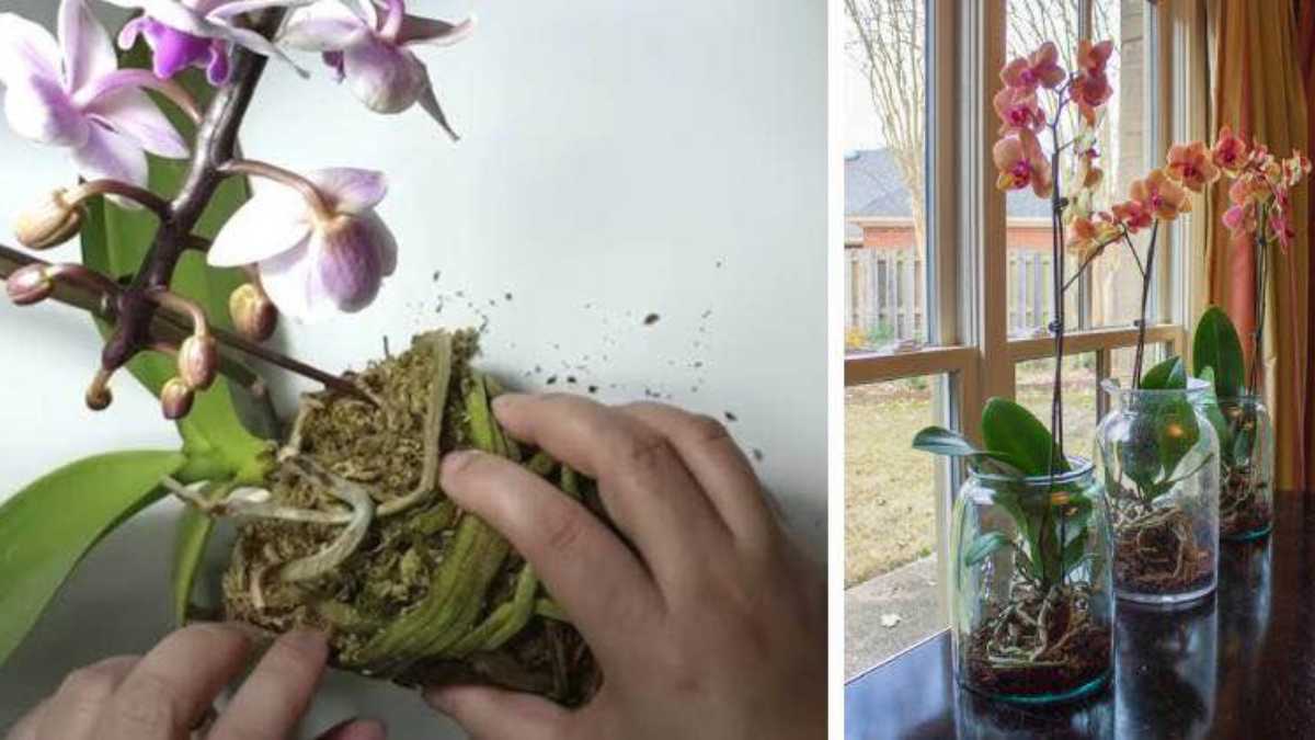 How to Care for Orchids to Keep Them Alive and Thriving