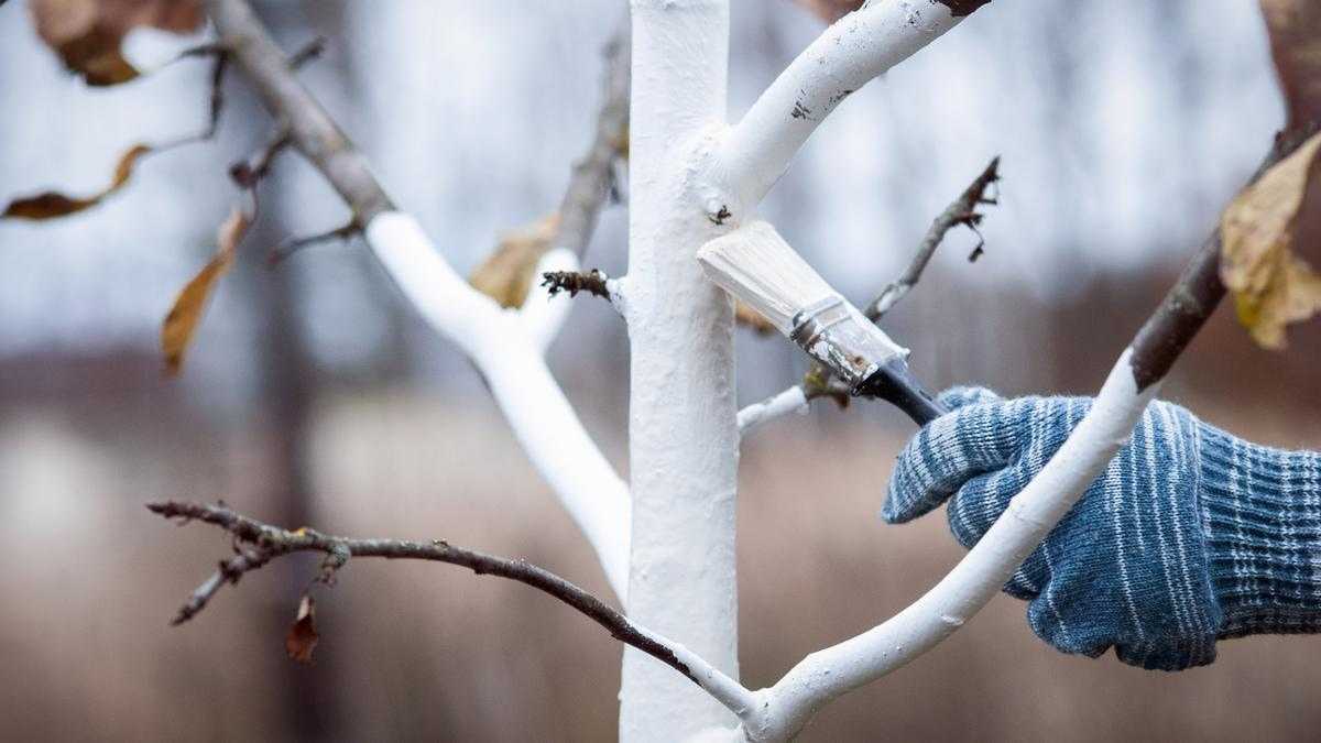 How to prepare your Garden for Winter