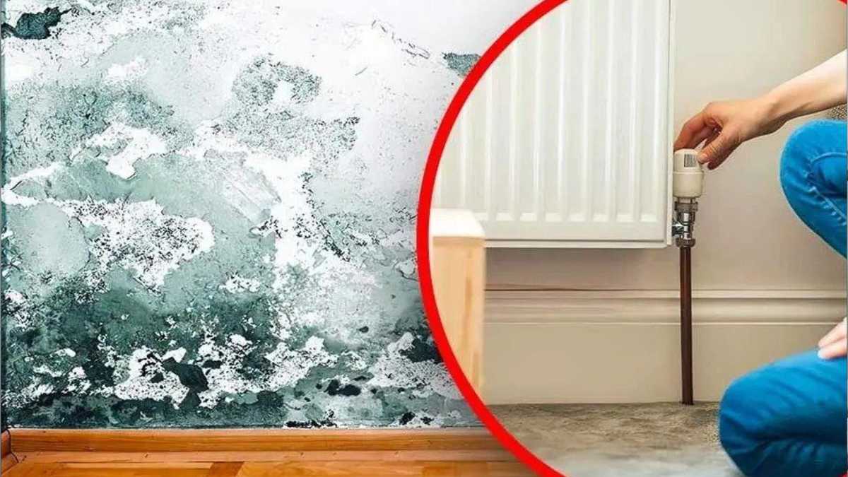 How to Prevent Moisture in the House and Avoid Black Mold?