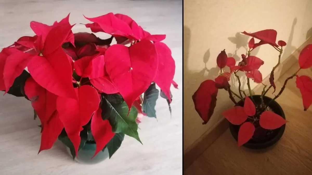 How to take care of your poinsettia