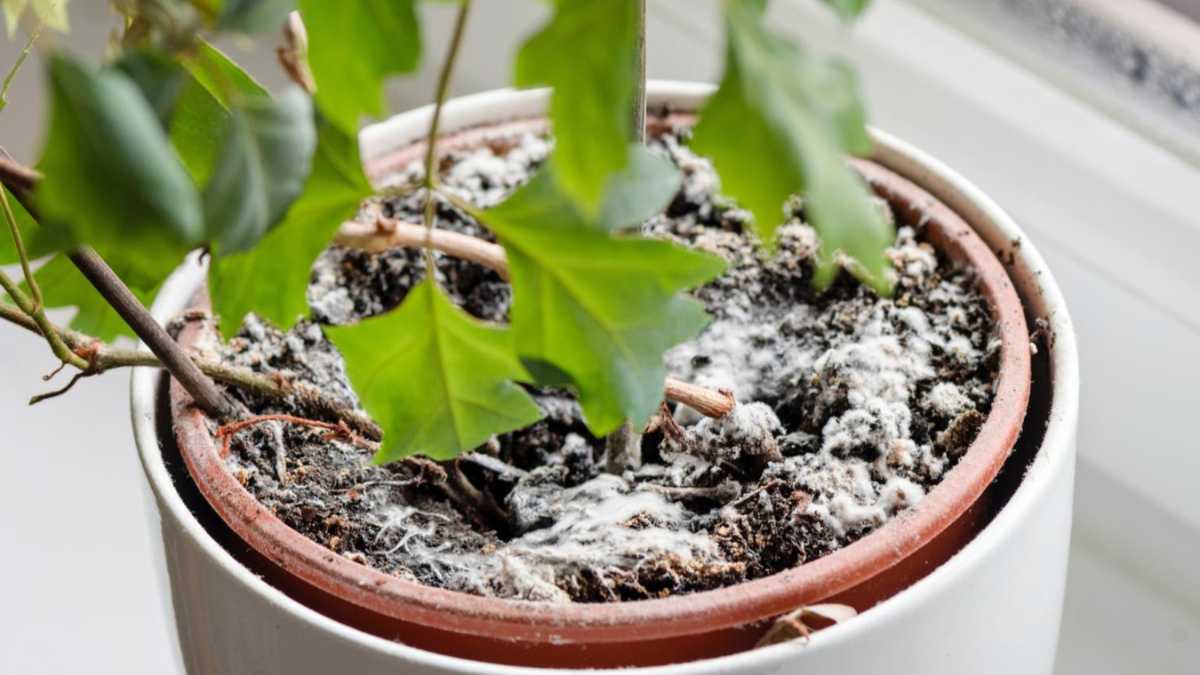 Mold on potting soil: 4 tips that will save houseplants