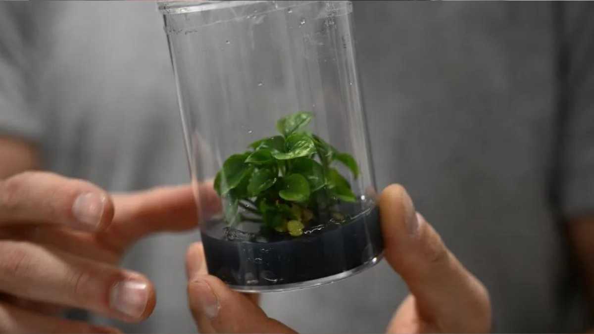 Neo P1: This new houseplant ensures clean air