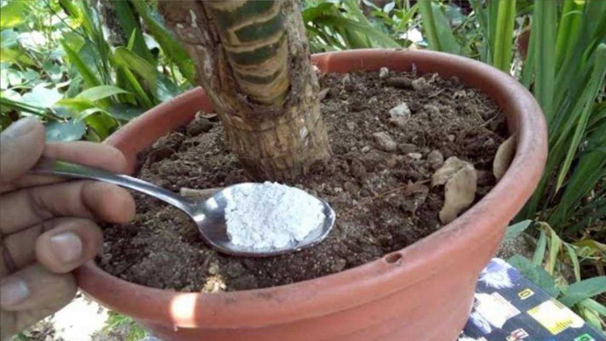 One Teaspoon Is Enough for your Plants to Bloom: Pour It Into the Soil