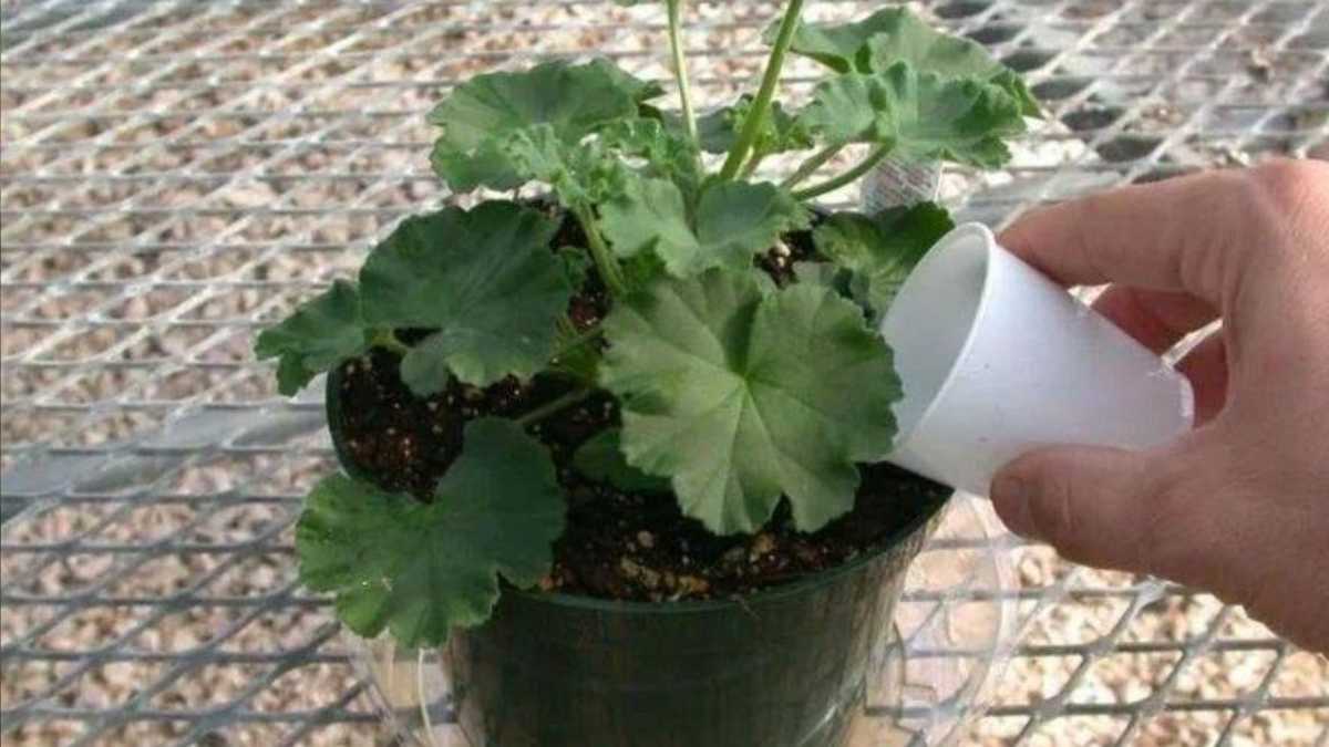 The Secret to Make Geraniums Bloom Faster: Your Balcony Will Be Full of Colorful Flowers
