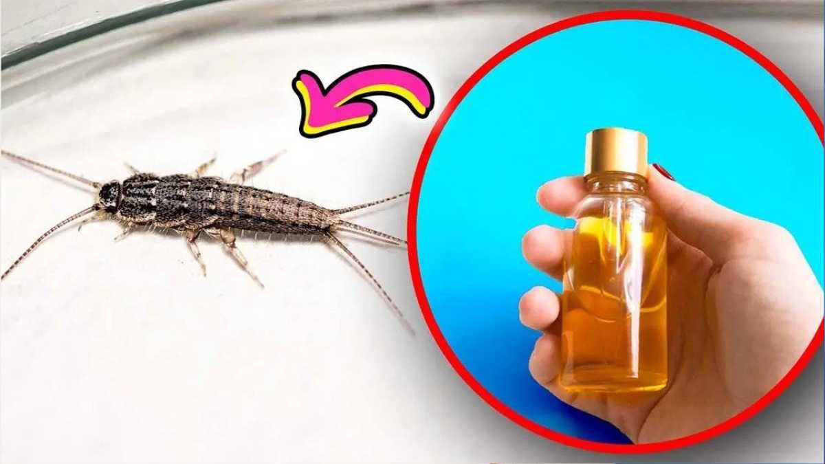 This scent will repel silverfish once and for all and your bathroom will smell great