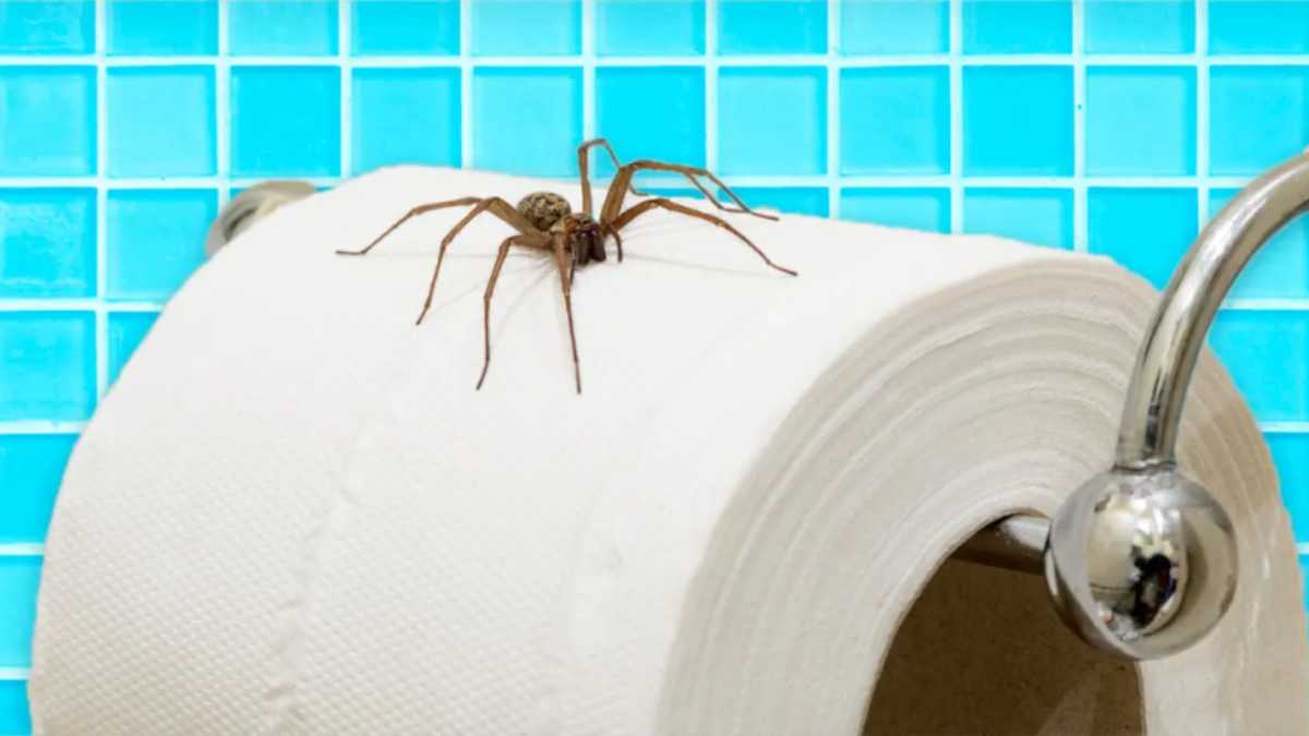 5 tips to keep spiders out of your home