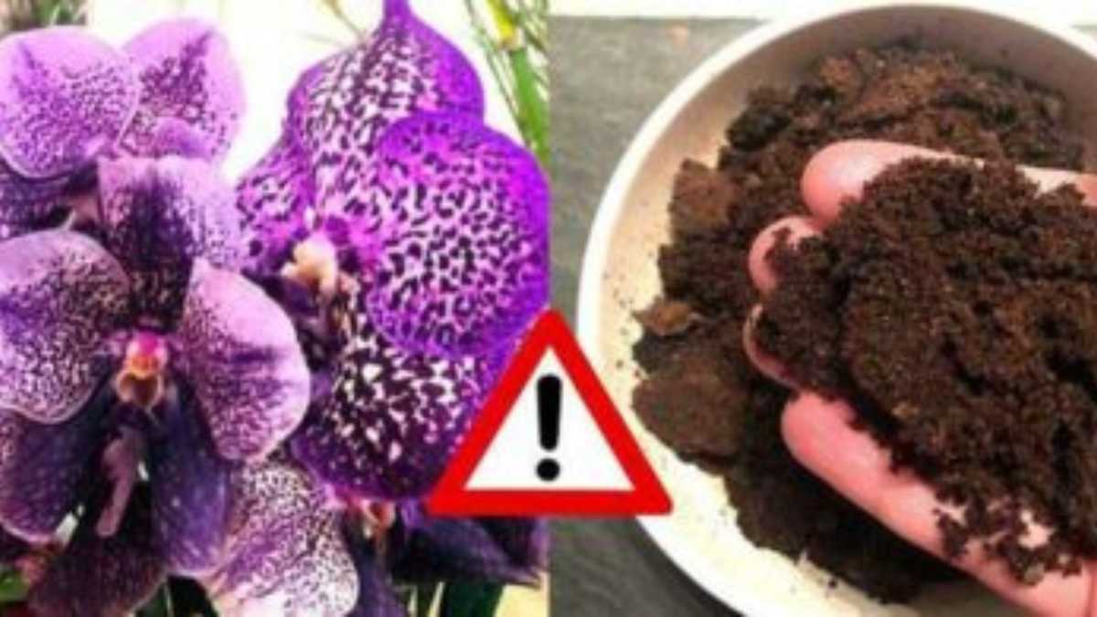Are coffee grounds good for orchids?