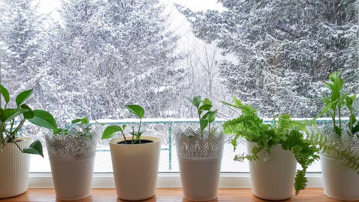 Avoid These 6 Houseplant Care Mistakes During Winter!