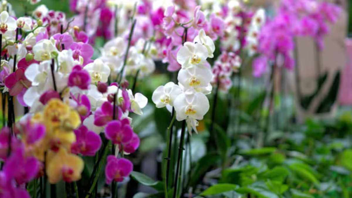 Cutting orchids: You should avoid these 5 mistakes