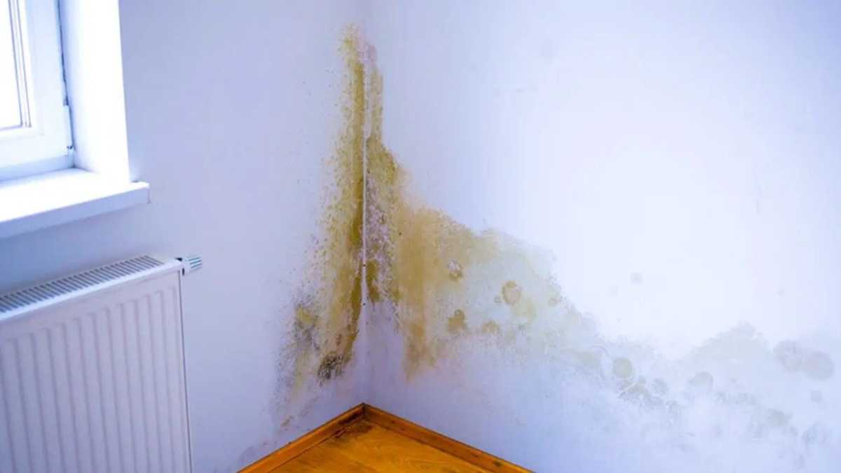 Getting Rid of Mold Naturally: Non-Toxic Ways