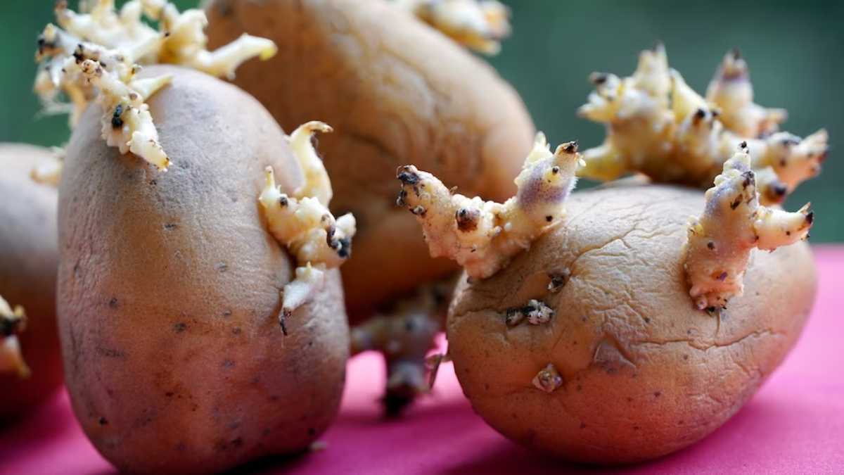 How to stop potatoes from sprouting