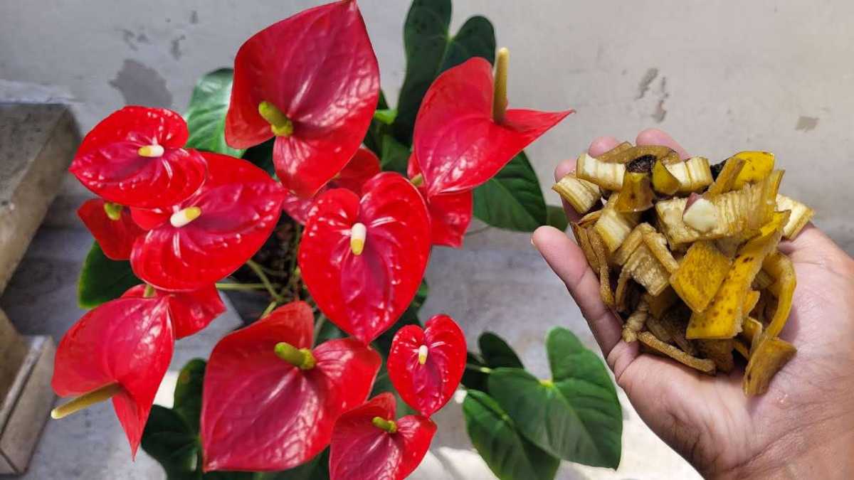 Powerful Natural Fertilizer to Make Anthurium Bloom