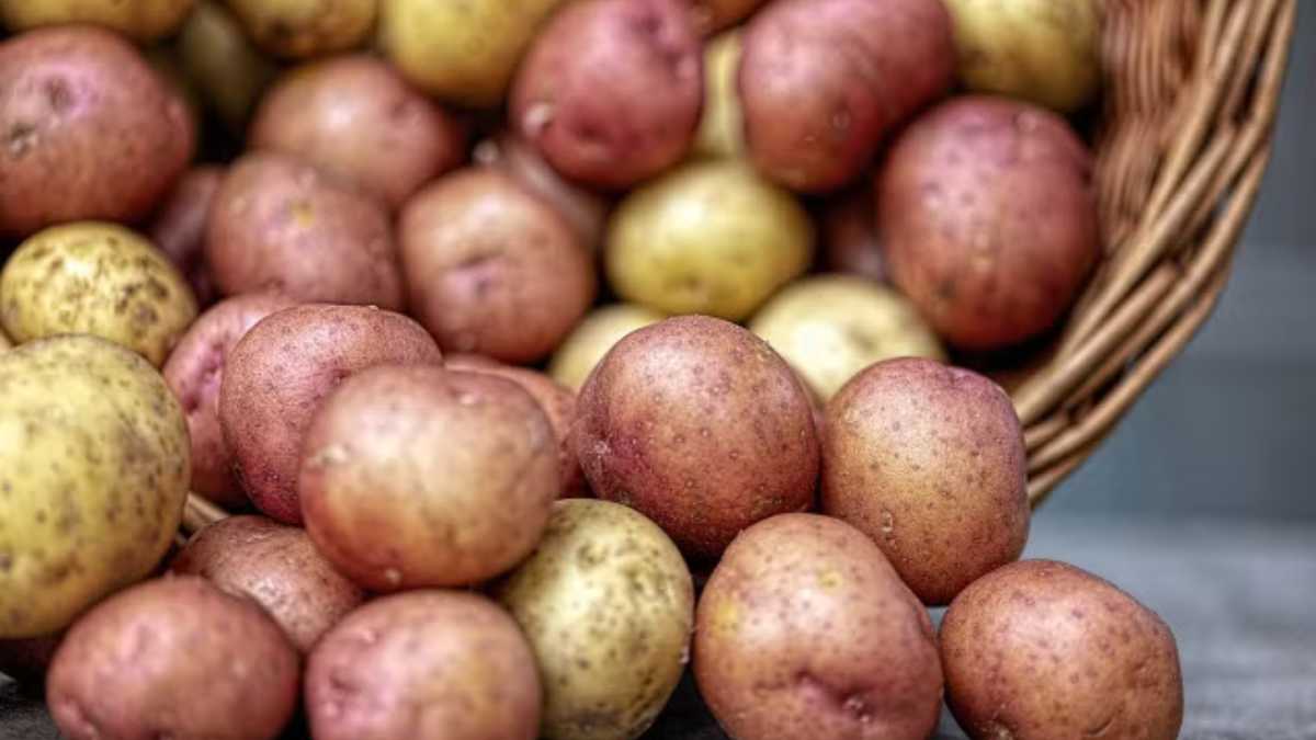 Can you store potatoes in the refrigerator?