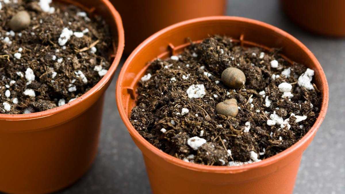 Sowing in February: 5 Fruits and Vegetables to Start Now
