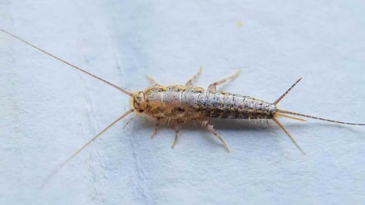 The Simple Trick to Scare Silverfish Out of the House