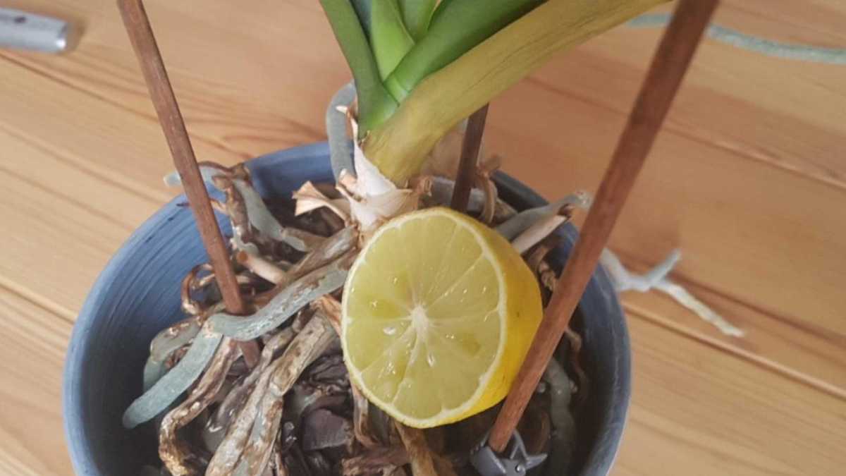 This Lemon Trick Guarantees Strong Orchid Flowers