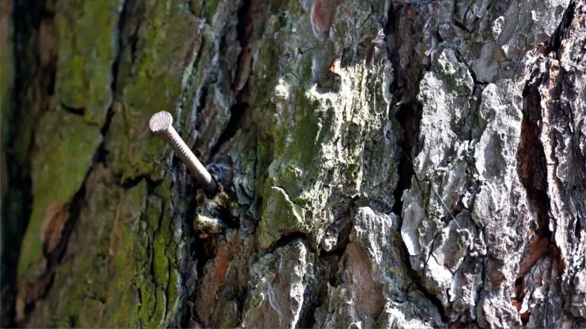 Can a Nail Kill an Entire Tree?