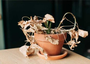How to bring wilted plants back to life: 7 ingenious tips