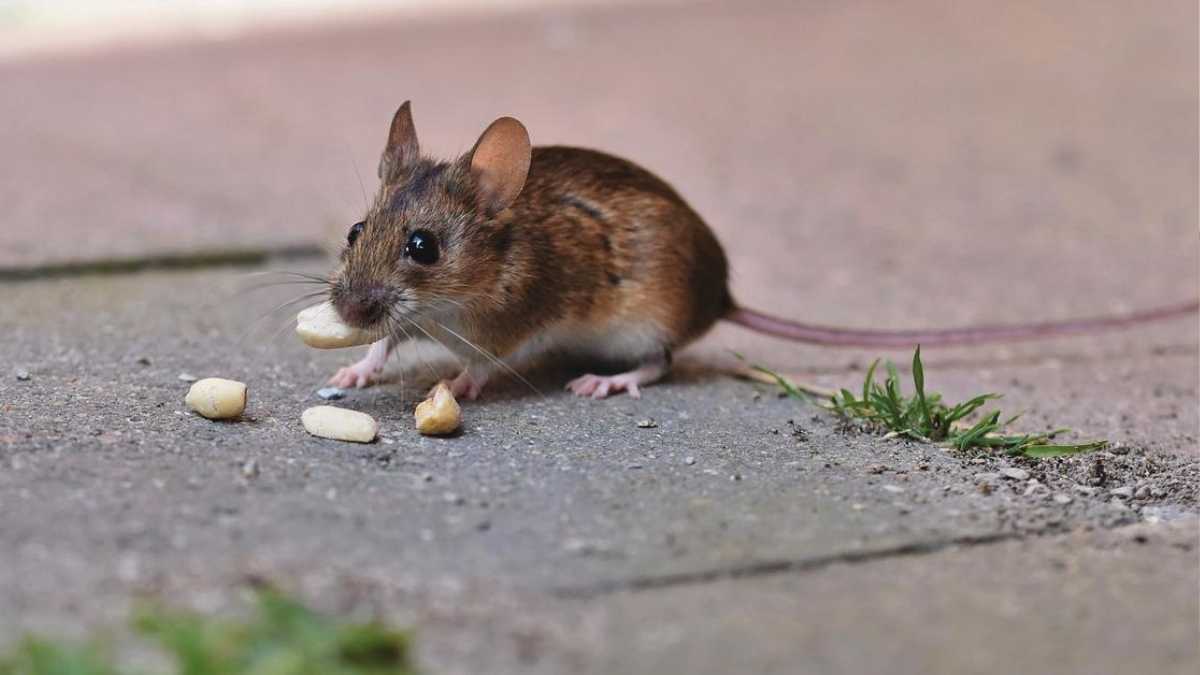 How to really get rid of mice: these 4 home remedies will help